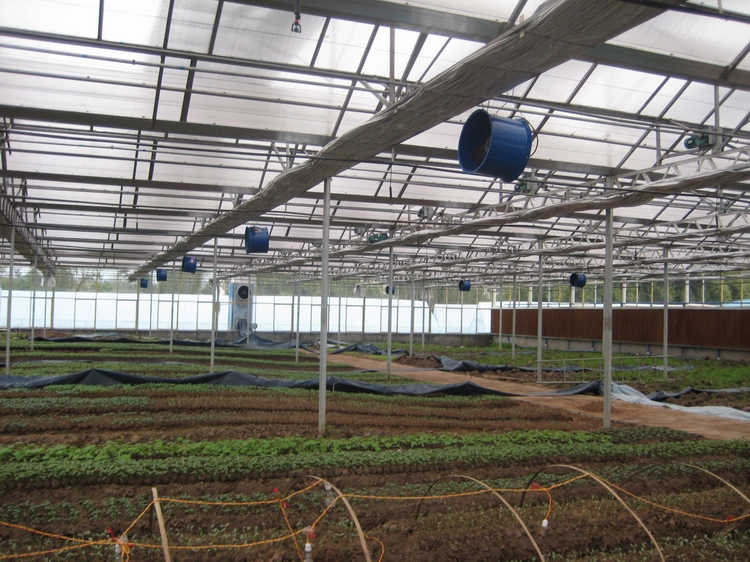 The vegetable seedling glass greenhouse of Sichuang,Dazhou