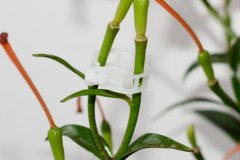Plant Clip|Tomato Clip|Vegetable Clip for Greenhouse
