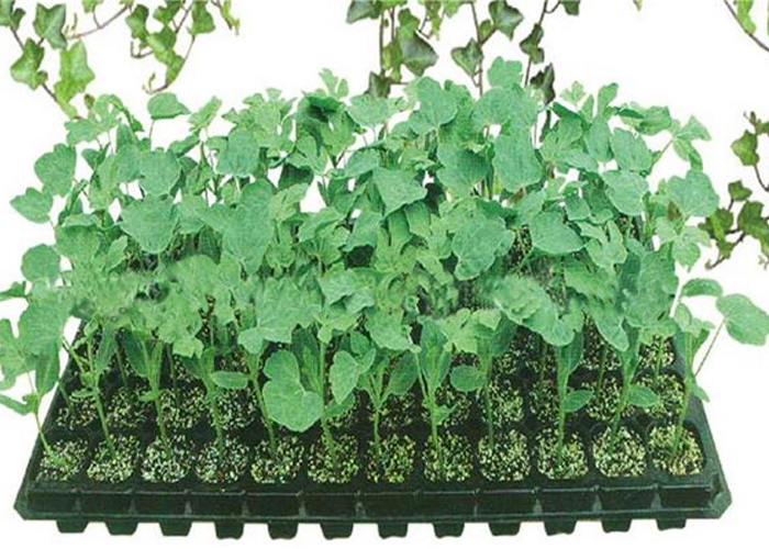 Garden Planter for Greenhouse-Bozong Greenhouse