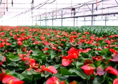 Red Flower Greenhouse For Sale-Bozong Greenhouse