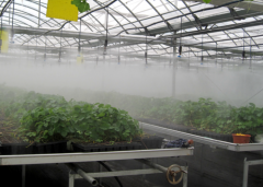 The Newest Irrigation system For Greenhouse