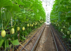 Best automated irrigation system-Bozong Greenhouse