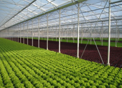 Expert Advice on Vegetable Greenhouse-Bozong Greenhouse