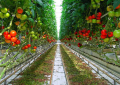 High Quality Vegetable PC Greenhouse-Bozong Greenhouse