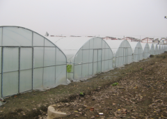 high tunnel greenhouse for vegetable-Bozong Greenhouse