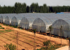 Hot Sale Tunnel Film Greenhouse-Bozong Greenhouse