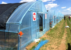 Best Selling Tunnel|Polytunnel Greenhouse-Bozong
