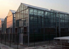 Commercial Glass Greenhouse-Bozong Greenhouse