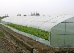 Natural Ventilation System-Bozong Greenhouse