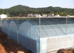 Large 10 meters Multi-Span Plastic Film Greenhouse