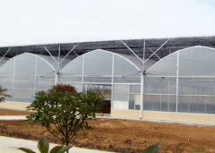 Film Greenhouse For Growing Tomatoes-Bozong Greenhouse