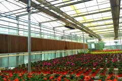 Flower Multi-span Greenhouse With Cooling System-Bozong
