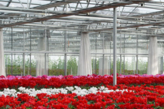 The Importance Of Greenhouse Flower Production