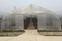 Plastic Folwer Film Greenhouse