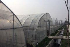 Film Greenhouse For Vegetable Growing With HDGP Structure