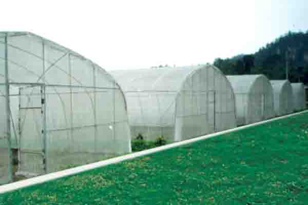 Single Span Film Greenhouse For Vegetable