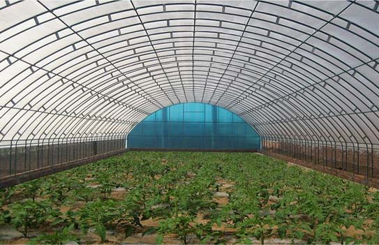 vegetable film greenhouse