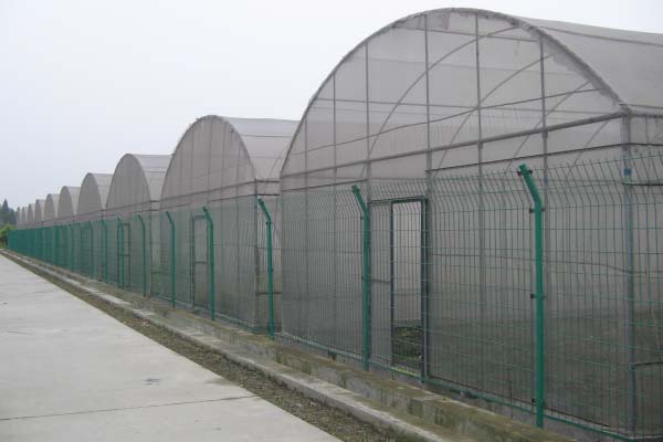 single-span film greenhouse