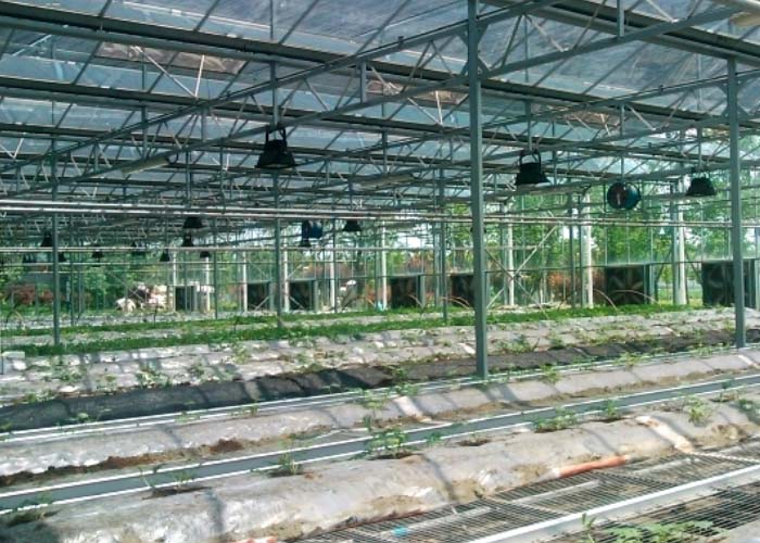 Commercial Glass Greenhouse(inside)