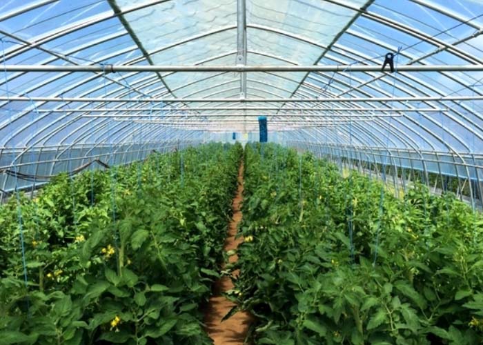Cheap Tunnel Greenhouse