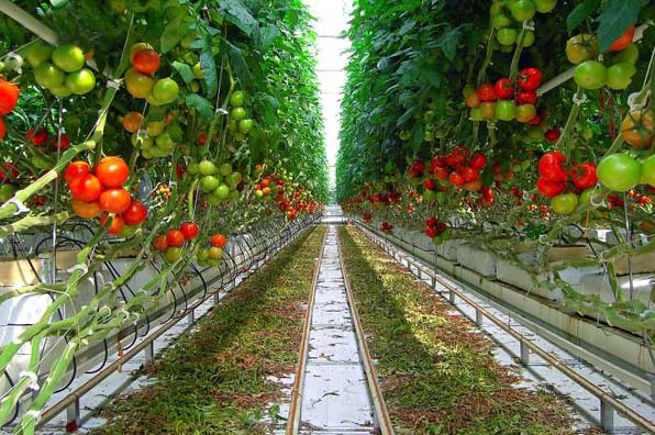 Tunnel Greenhouse with hydroponics system