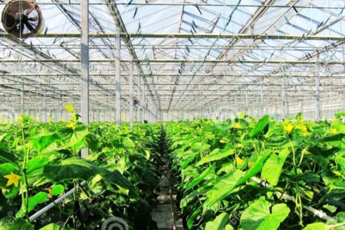 Scientific Research Greenhouse for Vegetable