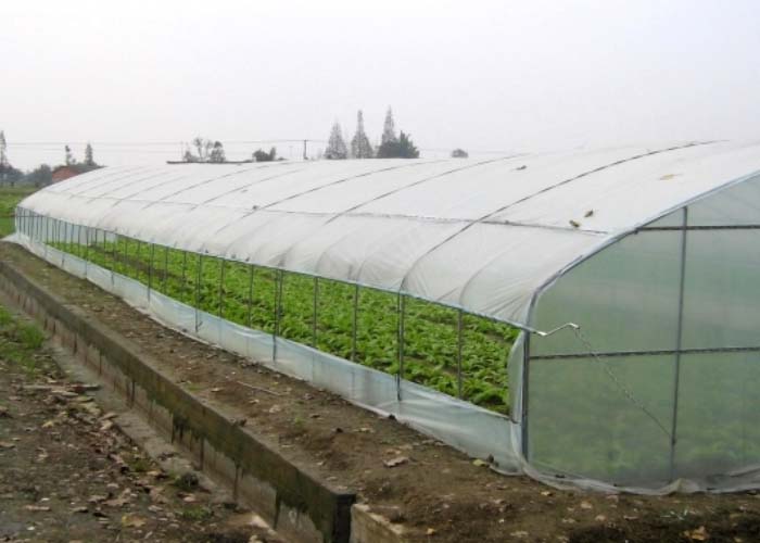 Plastic Tunnel Vegetable Greenhouse 