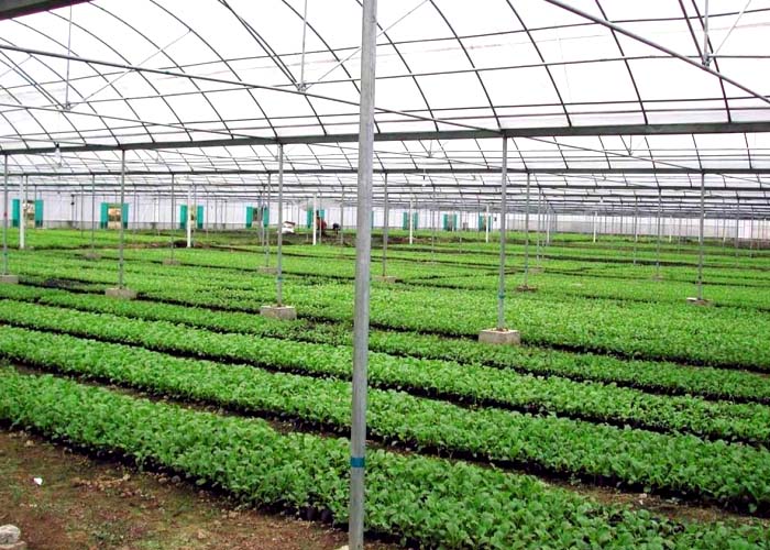 Vegetable Greenhouse for plastic film greenhouse