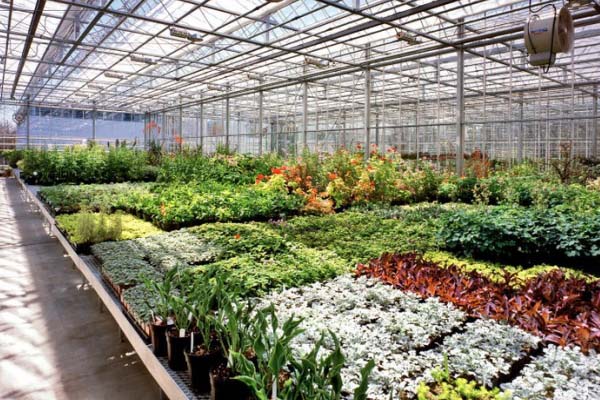 Flower Greenhouse With Glass