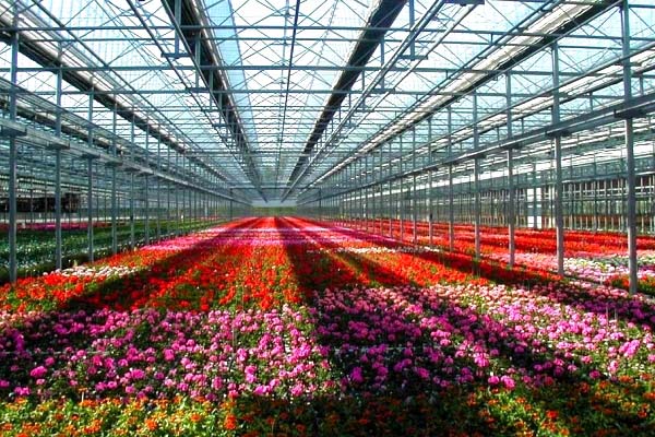 flower glass greenhouse