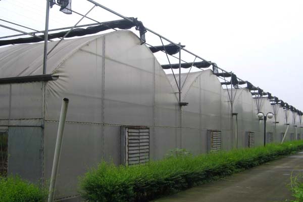 Agricultural Multi-Span Film Greenhouse