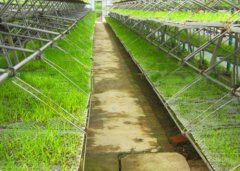 Irrgaiton Tape|importance of irrigation-Bozong Greenhouse