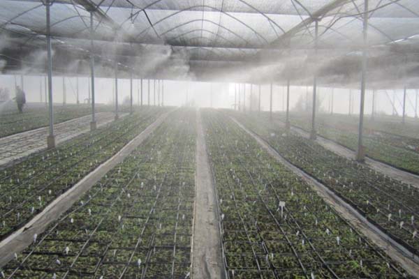 Humidity Requirements in a Greenhouse