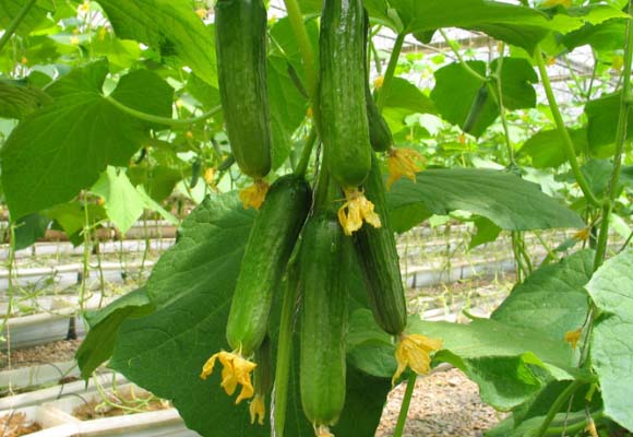 Cropping patterns in greenhouse cucumber tomato growth
