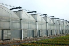 Sawtooth Type Commercial Greenhouse for Sale