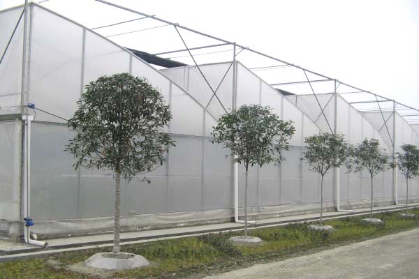 Plastic Film Sawtooth Greenhouse