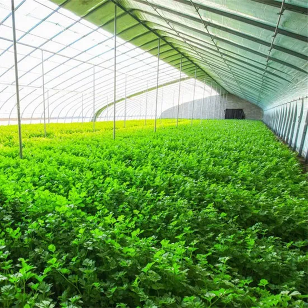 <font color='#D1DDAA'>Greenhouse Plastic Cover - 8 Mil Heavy Duty & Tear-Resistant</font>