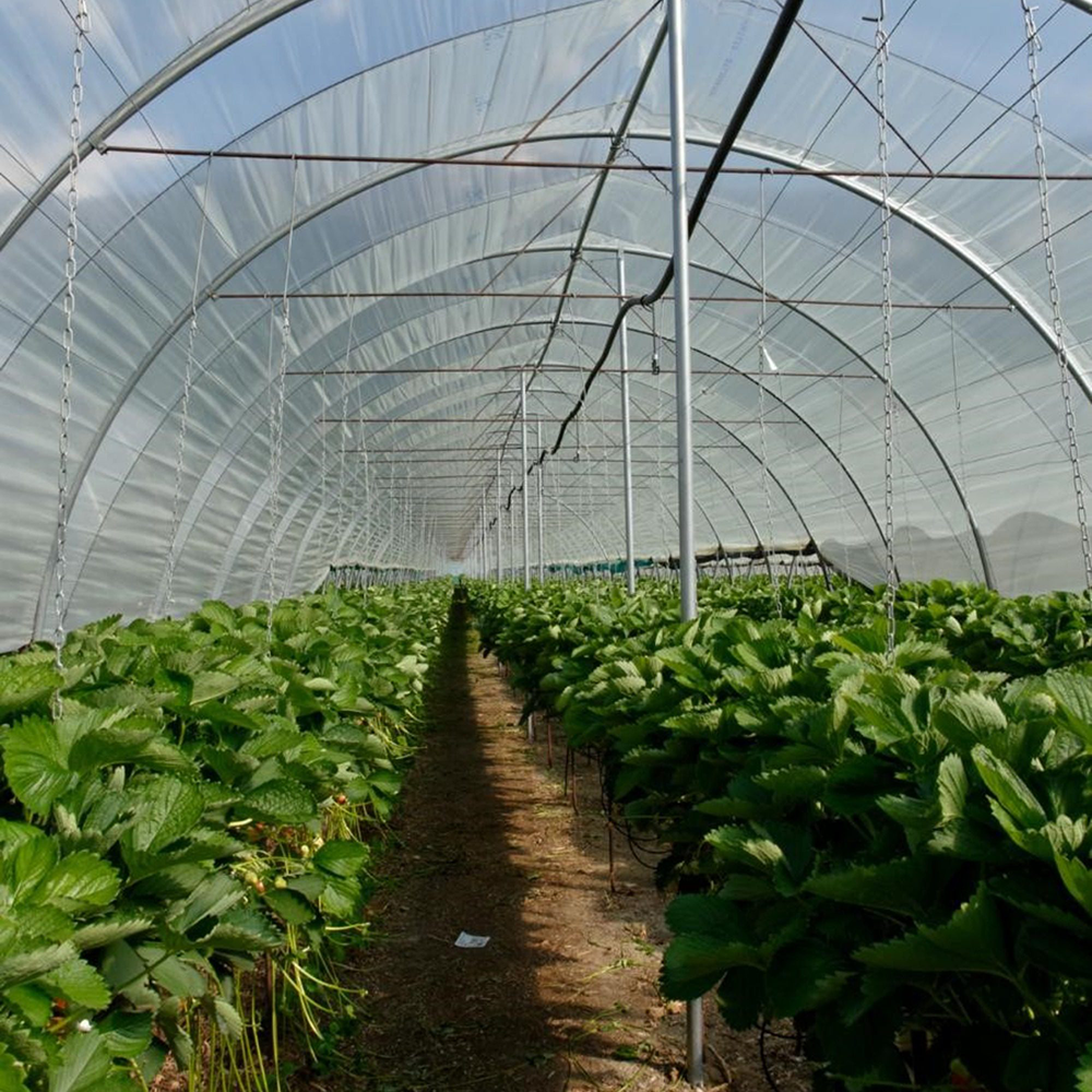 <font color='#D1DDAA'>UV-Stabilized Greenhouse Film - Prevents Fading & Cracking</font>