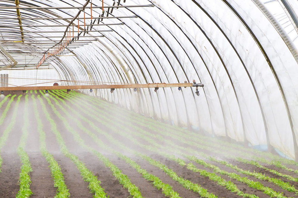 <font color='#D1DDAA'>Poly Greenhouse Film - Clear, Strong & Easy to Install</font>